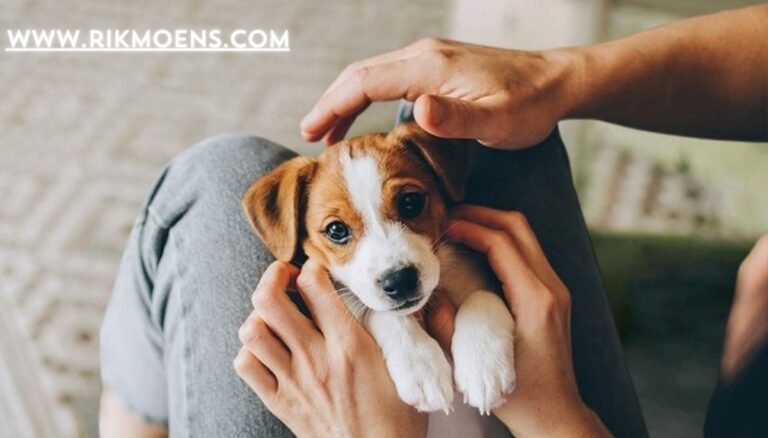 puppies